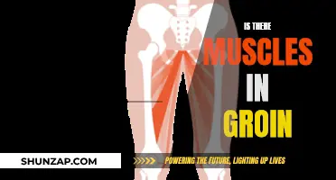 Groin Anatomy: Exploring Muscles and More