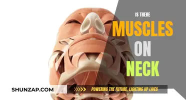 Neck Muscles: Do They Exist?