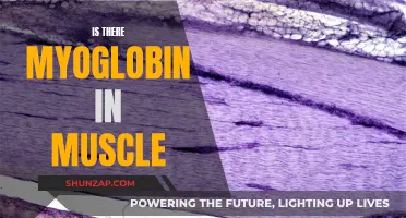 Myoglobin in Muscle: What's the Deal?
