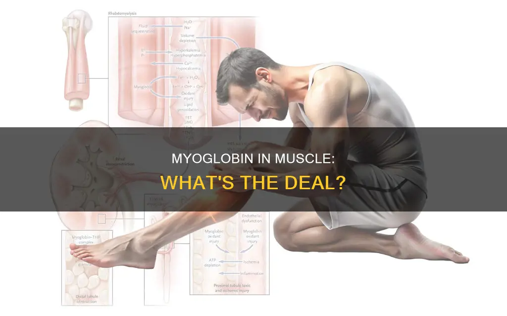 is there myoglobin in muscle
