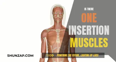 The Intriguing Insertion Muscles: Are There Singular Surprises?