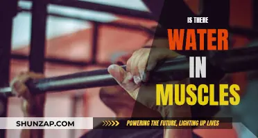Water in Muscles: What's the Deal?