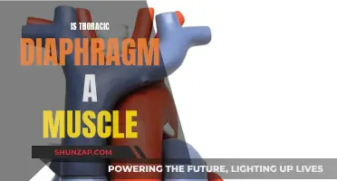The Thoracic Diaphragm: A Muscle Explainer