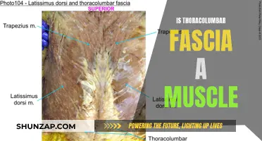 Exploring Thoracolumbar Fascia: Unveiling Muscular Mysteries