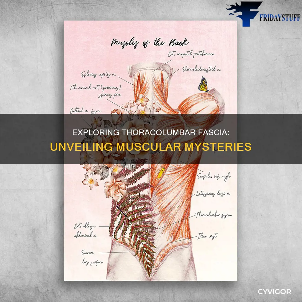 is thoracolumbar fascia a muscle