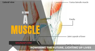 Tibia: A Bone or Muscle? Understanding the Difference