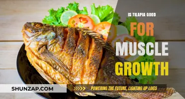 Tilapia: A Surprising Ally in Your Muscle Growth Journey