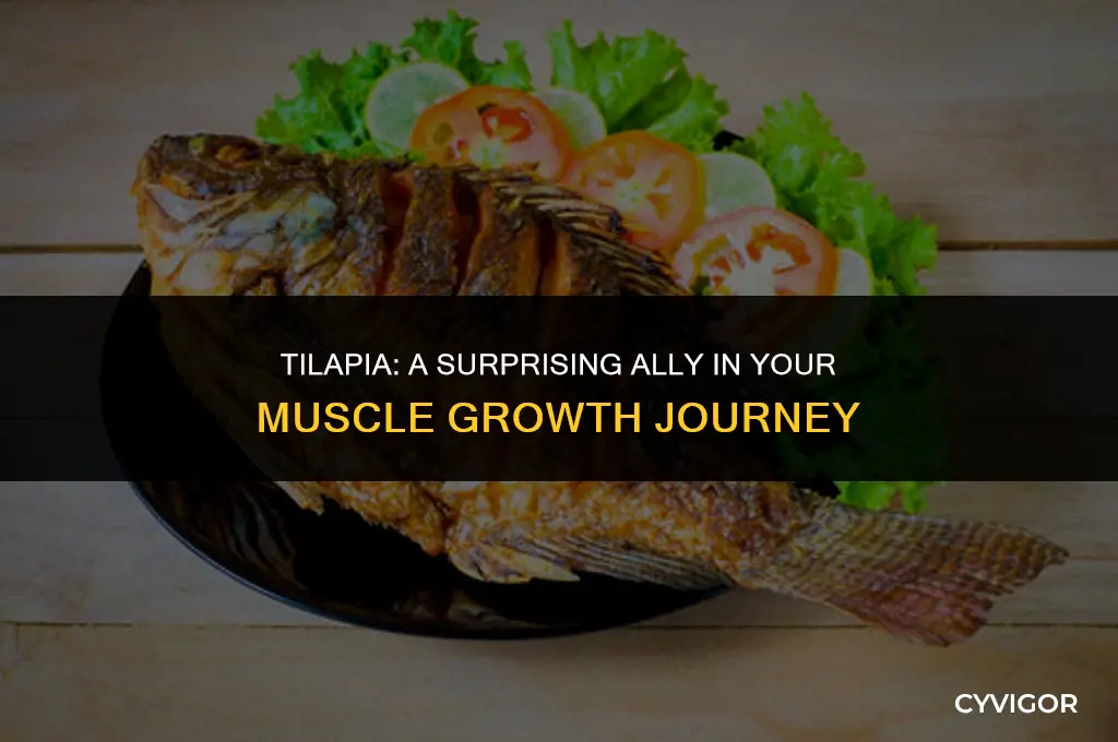 is tilapia good for muscle growth