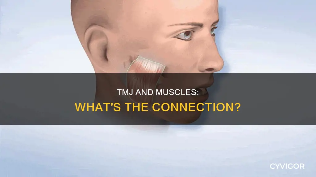 is tmj a muscle