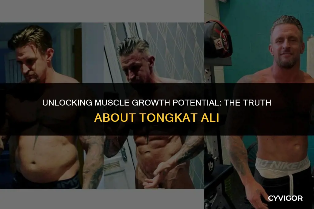 is tongkat ali good for muscle growth