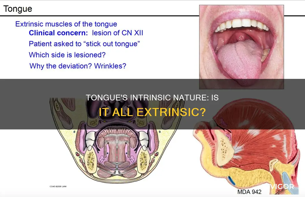 is tongue primarily extrinsic muscle
