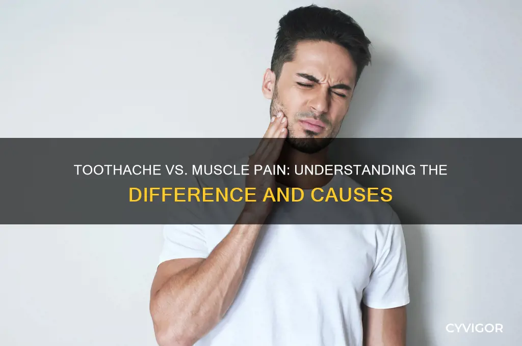 is toothache a muscle pain
