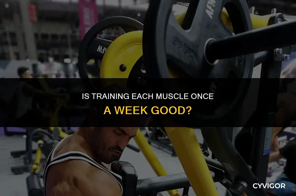 is trainn each muscle once a week good