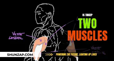 Triceps Anatomy: Uncovering the Three Heads of the Triceps Muscle