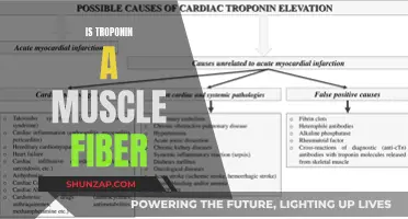Troponin: A Key Regulator of Muscle Fiber Function