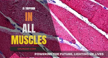 Troponin's Muscle Mystery: Where Does It Really Reside?