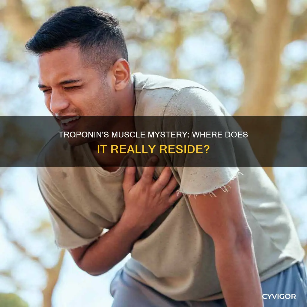 is troponin in all muscles
