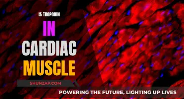 Troponin's Role in Cardiac Muscle Function and Health