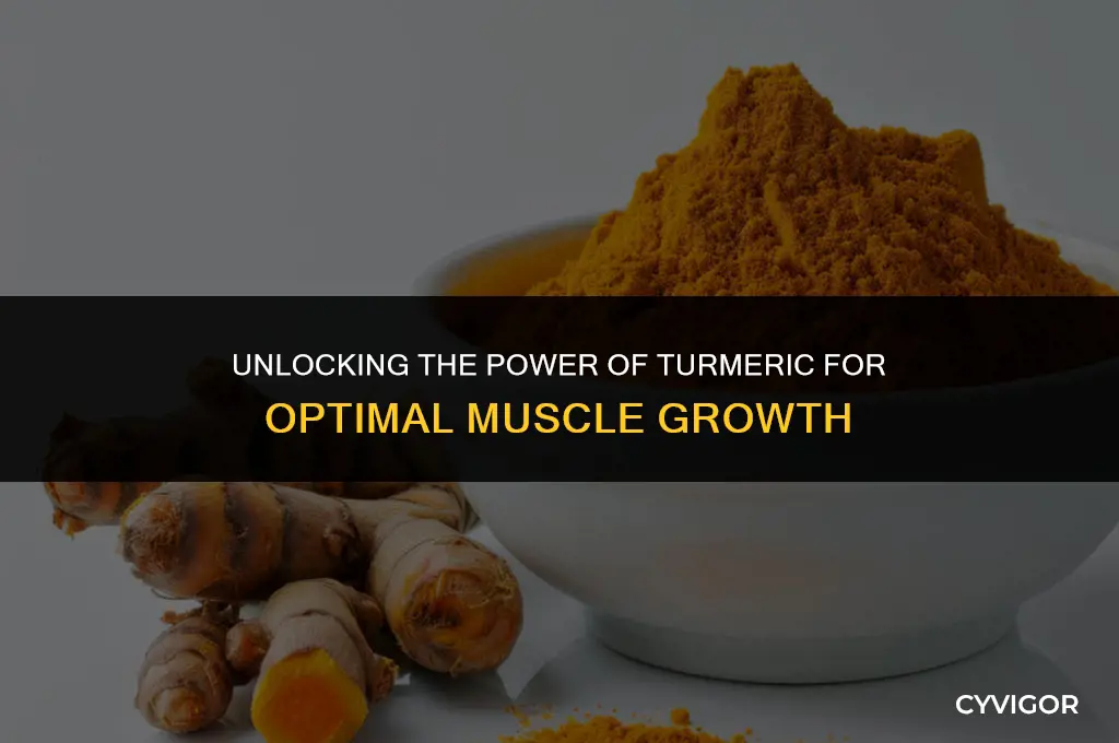 is turmeric good for muscle growth