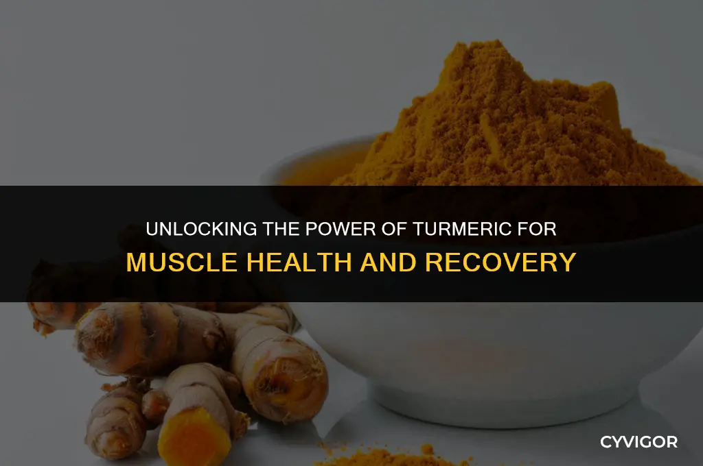 is turmeric good for muscles