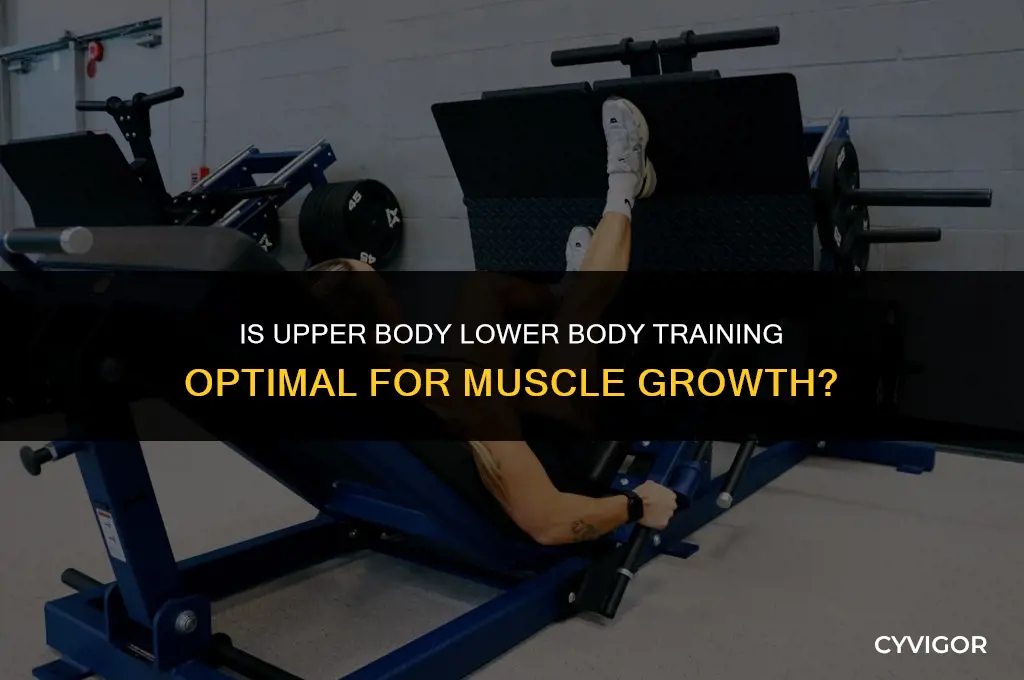 is upper body lower body good for muscle growth