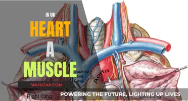 The Heart's Muscle Mystery: Fact or Fiction?