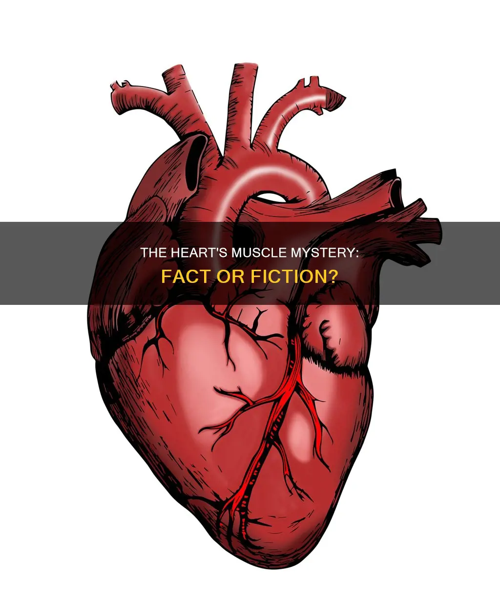 is ur heart a muscle