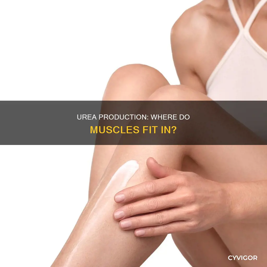 is urea made in muscles