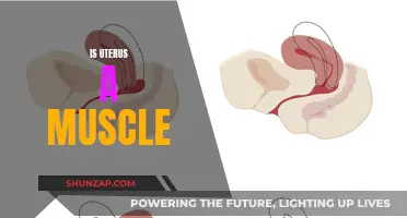 Uterus: A Muscle or Not?