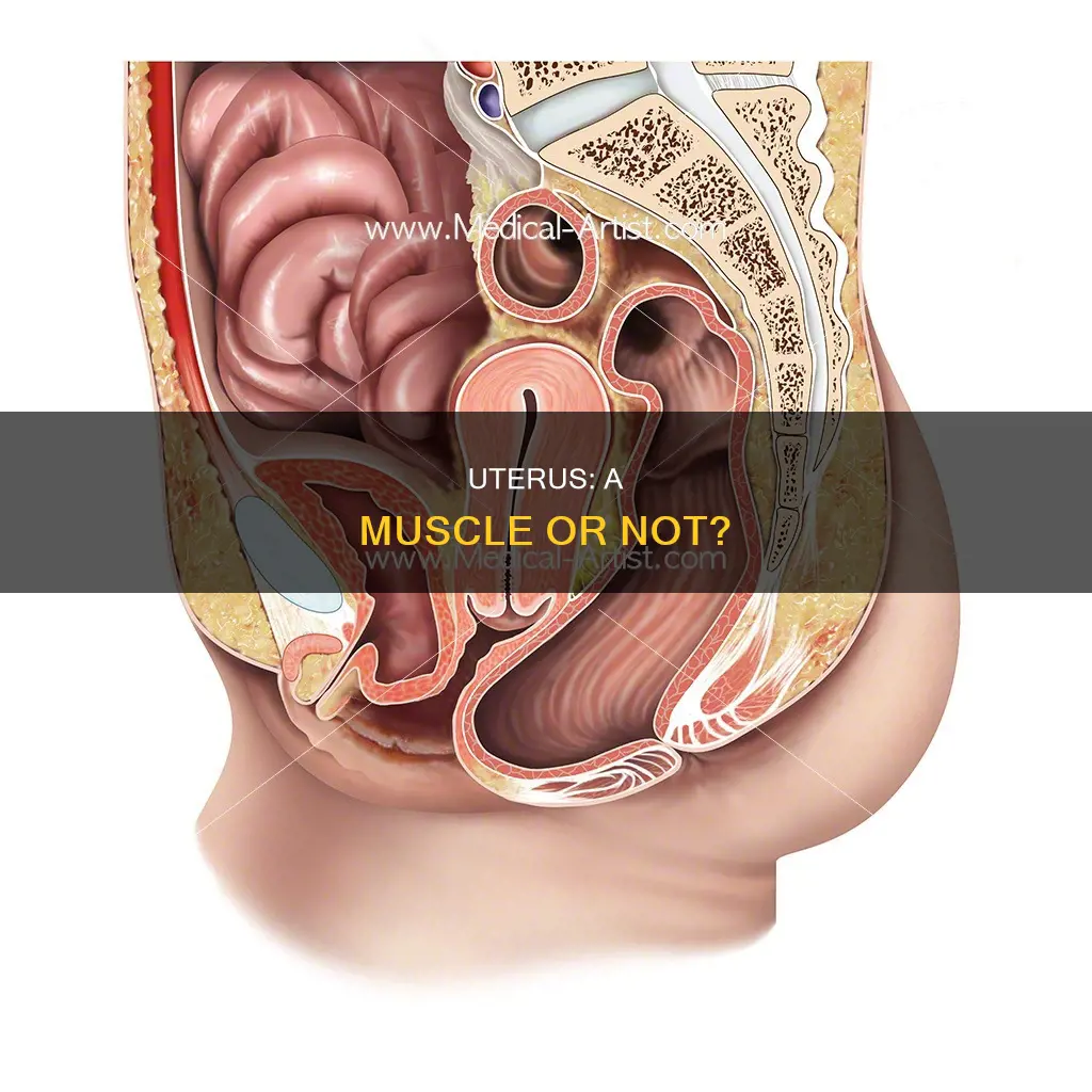 is uterus a muscle
