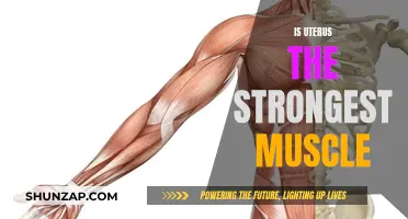 Uterus: Strongest Muscle in the Human Body?