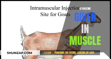 Muscle Injections: Are Vaccines Administered This Way?