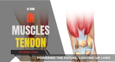 Muscle and Tendon Vanity: Is it Vain to Flex?