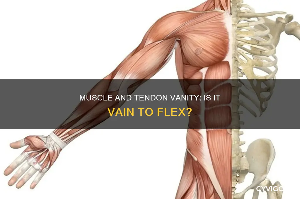 is vain in muscles tendon