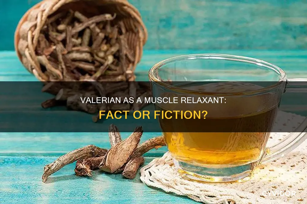 is valerian a muscle relaxant