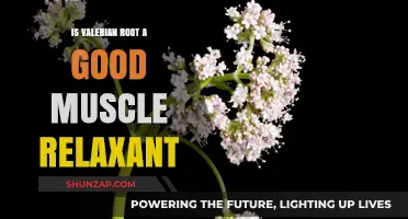 Valerian Root for Muscle Relaxation: Benefits, Uses, and Effectiveness