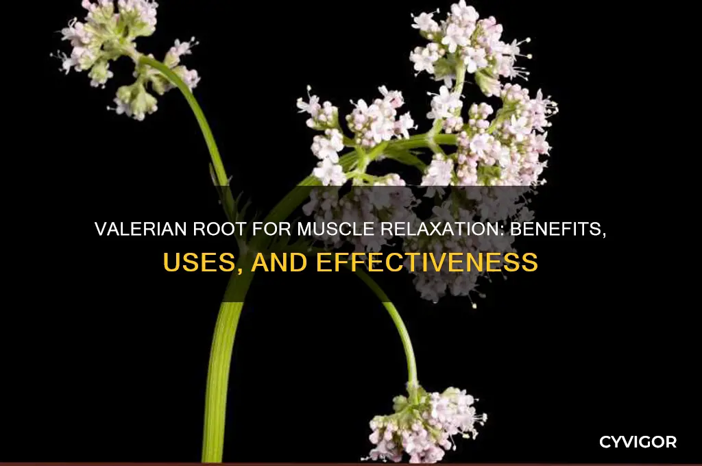 is valerian root a good muscle relaxant