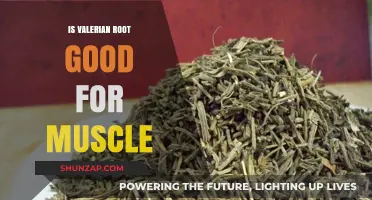 Exploring Valerian Root's Potential Benefits for Muscle Health