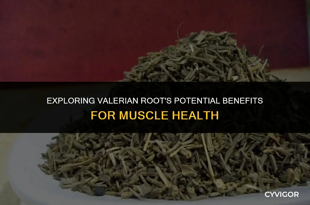 is valerian root good for muscle