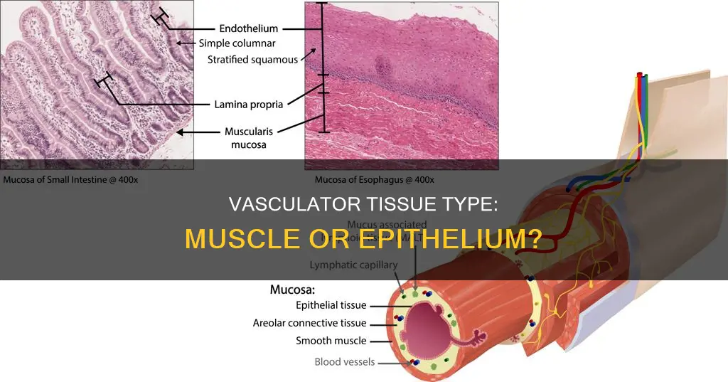 is vasculator muscle or epithelium
