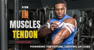 Vein, Muscle, and Tendon: What's the Connection?