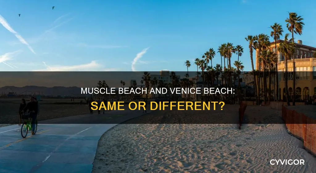 is venice beach muscle beach