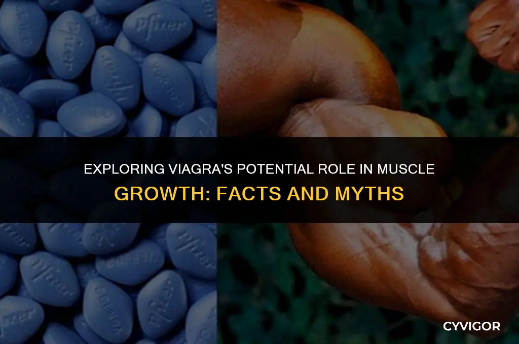 is viagra good for muscle growth