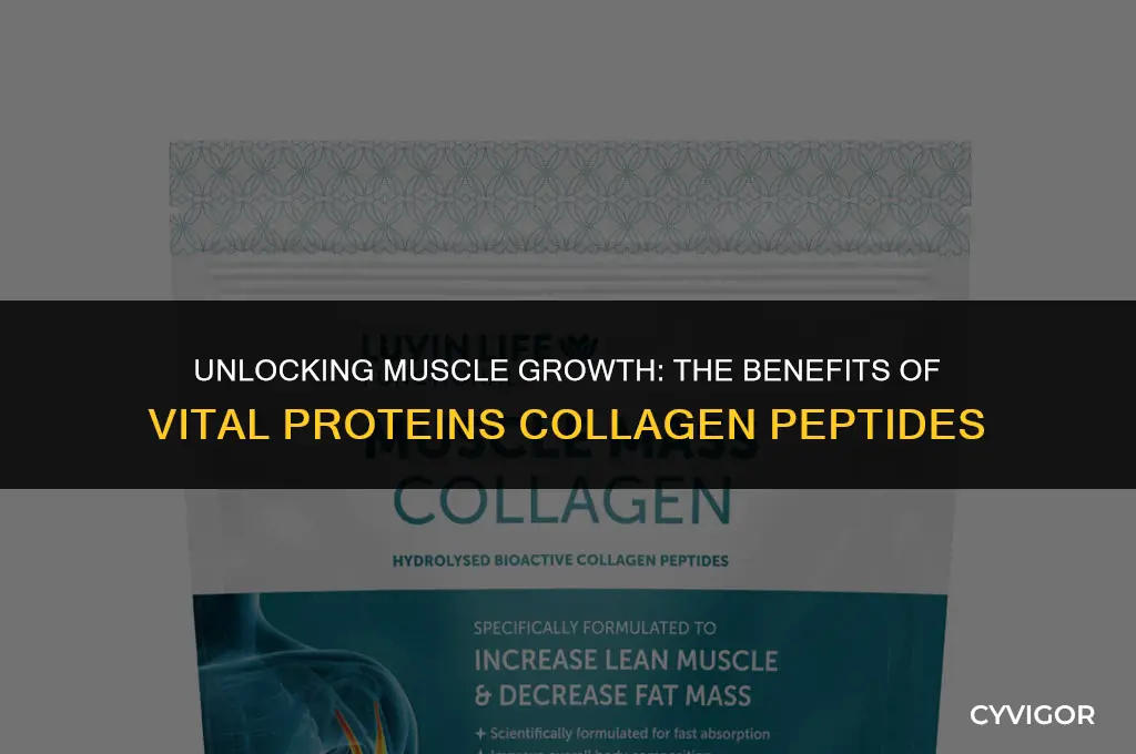 is vital proteins collagen peptides good for muscle growth