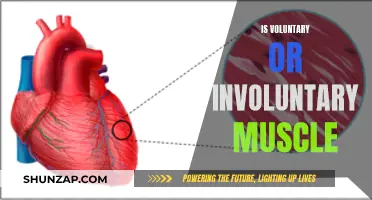 Voluntary vs Involuntary Muscle: What's the Difference?