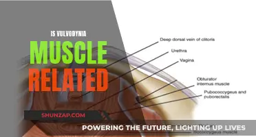 Muscle Matters: Understanding the Link Between Vulvodynia and Muscles
