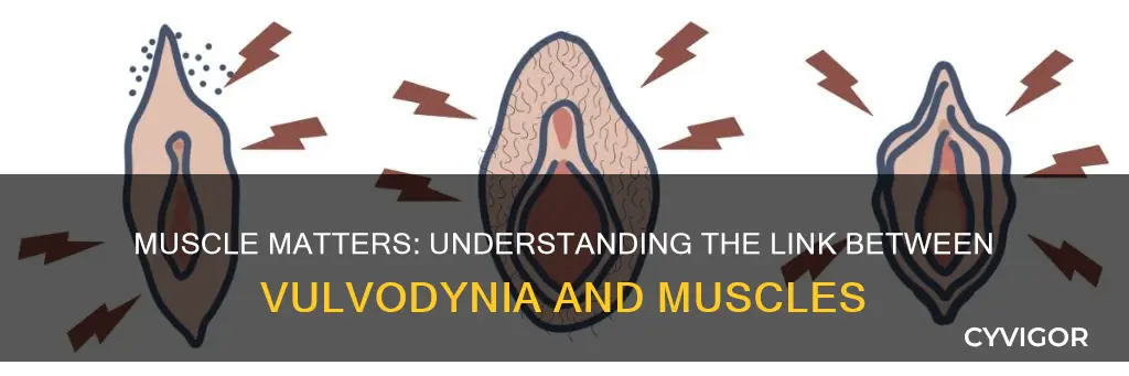 is vulvodynia muscle related