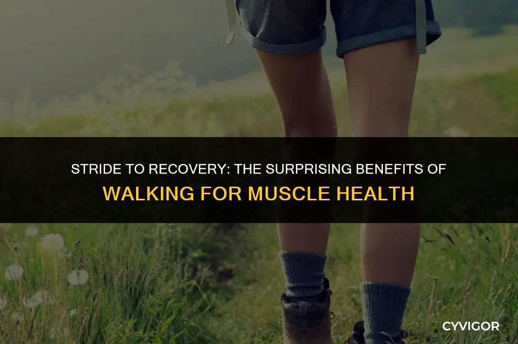 is walking good for muscle recovery