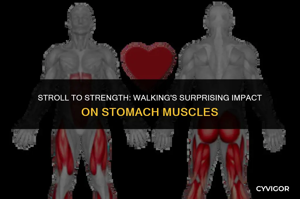 is walking good for stomach muscles