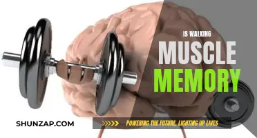 Walking: Muscle Memory or Habitual Human Motion?